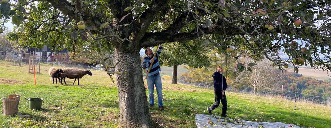 Baum schuetteln